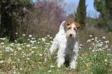 FOX TERRIER 122